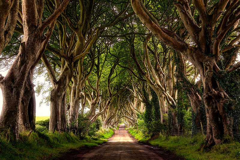 The Dark Hedges - avenue of beech trees in Co Antrim
